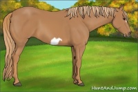 Horse Color:Chestnut Frame