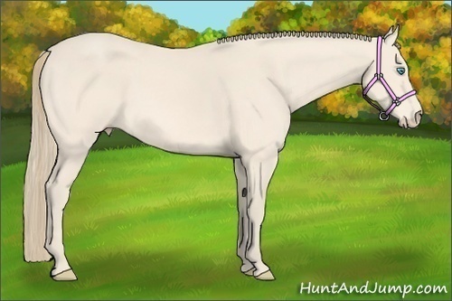 Horse Color:Perlino 