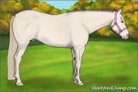 Horse Color:Perlino 