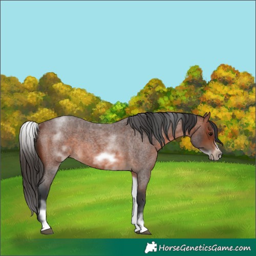 Horse Color:White Spotted Brown Roan Frame 