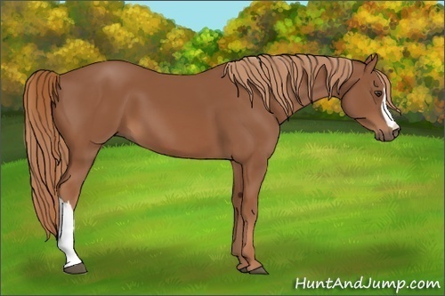 Horse Color:Chestnut 