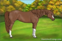 Horse Color:Chestnut 