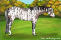 Horse Color:Brown Roan Sabino Splash Appaloosa  and Brown Roan Sabino Splash Frame Appaloosa 
