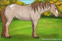 Horse Color:Red Roan Appaloosa 