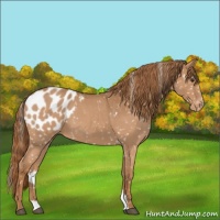 Horse Color:Red Roan Appaloosa 