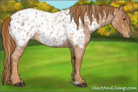 Horse Color:Red Roan Appaloosa 