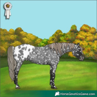 Horse Color:Liver Red Roan Mushroom Appaloosa 