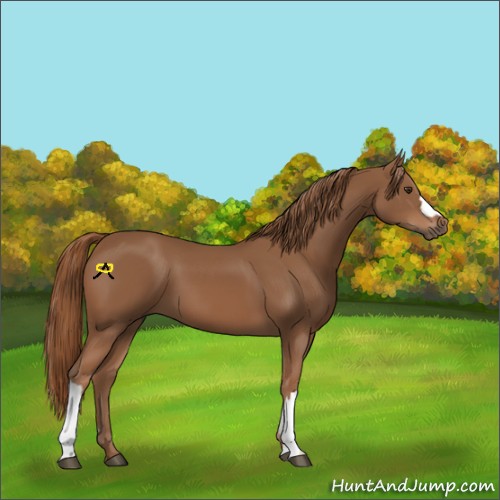 Horse Color:Chestnut 