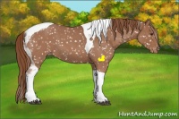 Horse Color:Red Roan Tobiano Appaloosa 