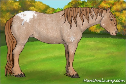 Horse Color:Red Roan Appaloosa 
