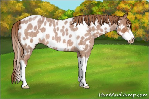 Horse Color:Red Roan Splash Frame Appaloosa