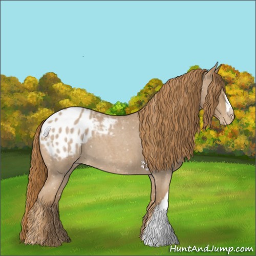Horse Color:Red Roan Appaloosa 
