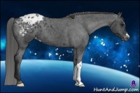Horse Color:Black Appaloosa 