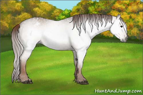 Horse Color:Gray Red Dun Roan Snowflake Varnish