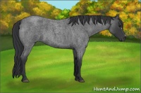 Horse Color:Blue Roan 