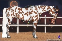 Horse Color:Silver Bay Appaloosa 