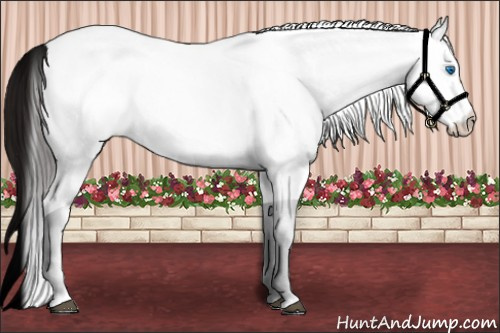 Horse Color:White Spotted Brown Dun Splash 