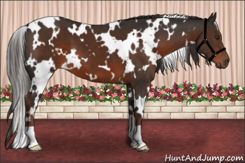 Horse Color:White Spotted Liver Chestnut 