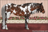 Horse Color:White Spotted Liver Chestnut 