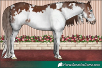 Horse Color:White Spotted Liver Chestnut Splash Frame 