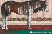 Horse Color:White Spotted Liver Chestnut Splash 