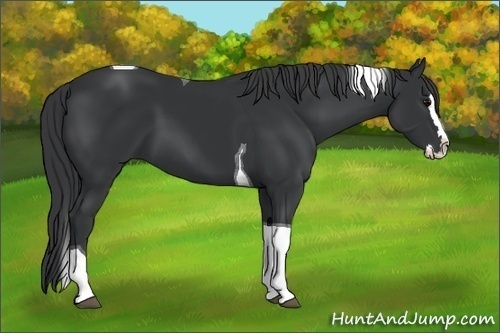 Horse Color:Black Splash Tobiano