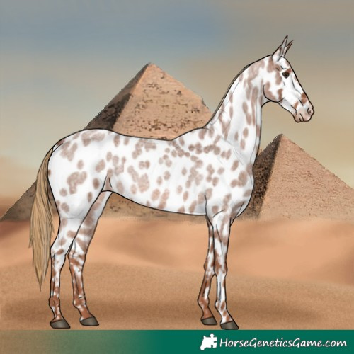 Horse Color:Red Roan Appaloosa 