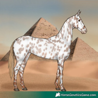 Horse Color:Red Roan Appaloosa 