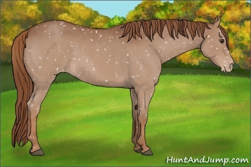 Horse Color:Red Roan Appaloosa