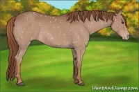 Horse Color:Red Roan Appaloosa 
