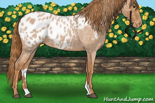 Horse Color:Red Roan Appaloosa 