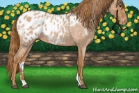 Horse Color:Red Roan Appaloosa 