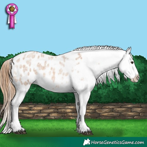 Horse Color:Red Roan Appaloosa 