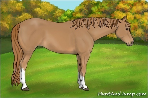Horse Color:Chestnut 