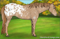 Horse Color:Red Roan Appaloosa 