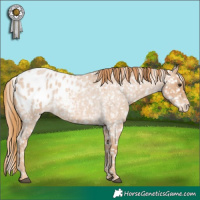 Horse Color:Red Roan Appaloosa 