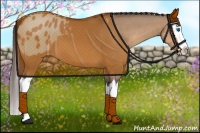 Horse Color:Bay Dun Sabino Splash Blanket 