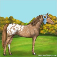 Horse Color:Red Roan Appaloosa 