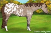Horse Color:Bay Dun Appaloosa 