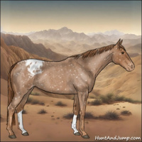 Horse Color:Red Roan Appaloosa 
