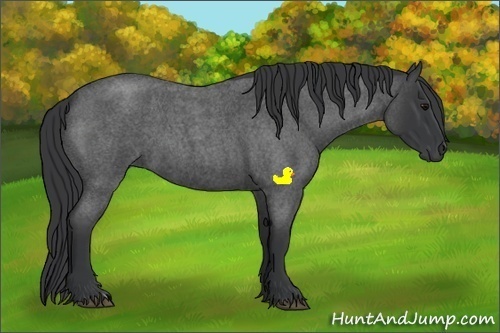 Horse Color:Blue Roan 