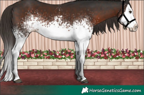 Horse Color:White Spotted Liver Chestnut Splash 