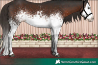 Horse Color:White Spotted Liver Chestnut Splash 