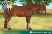 Horse Color:Chestnut 