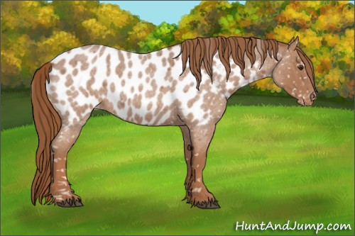 Horse Color:Red Roan Appaloosa 
