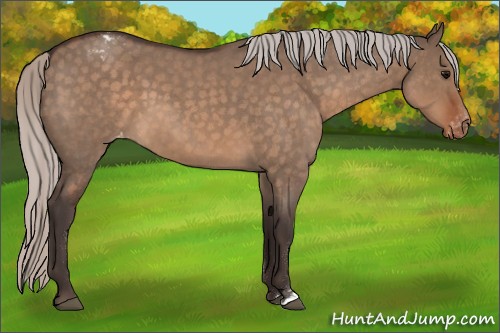 Horse Color:Silver Brown Roan Dun Appaloosa 