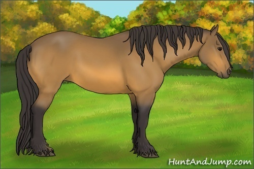 Horse Color:Buckskin 