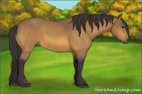 Horse Color:Buckskin 