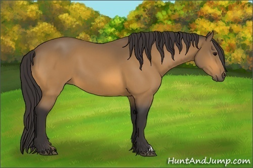 Horse Color:Buckskin
