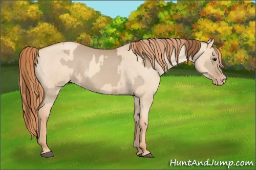 Horse Color:Red Dun Appaloosa  and Gold Champagne Dun Appaloosa 